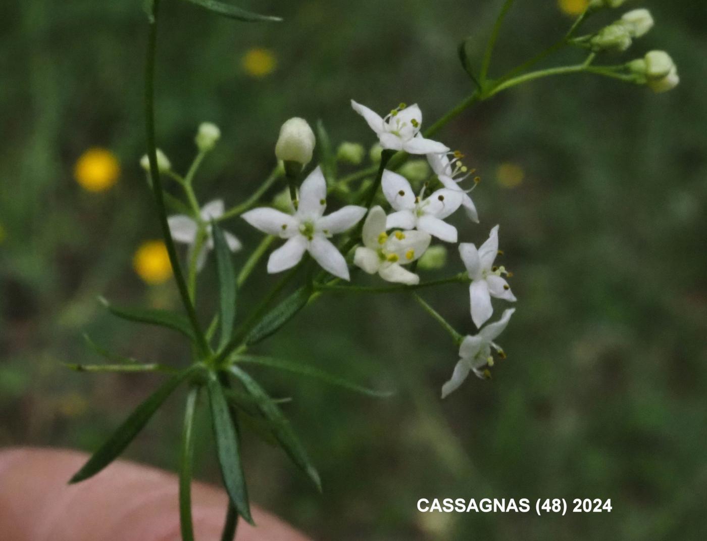 Bedstraw, Slender flower